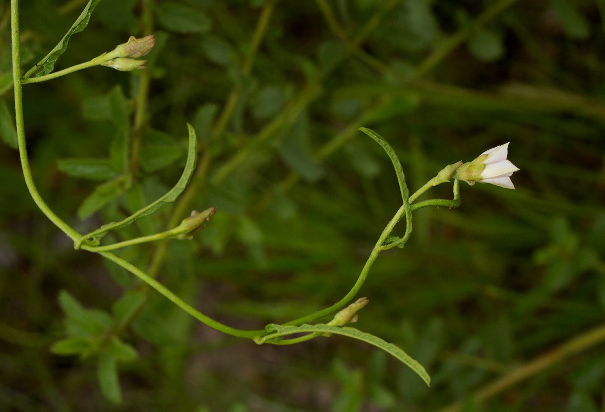 Convolvulus sagittatus var. sagittatus