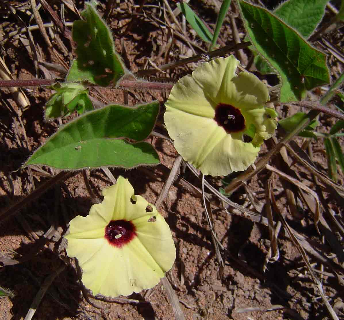 Hewittia malabarica