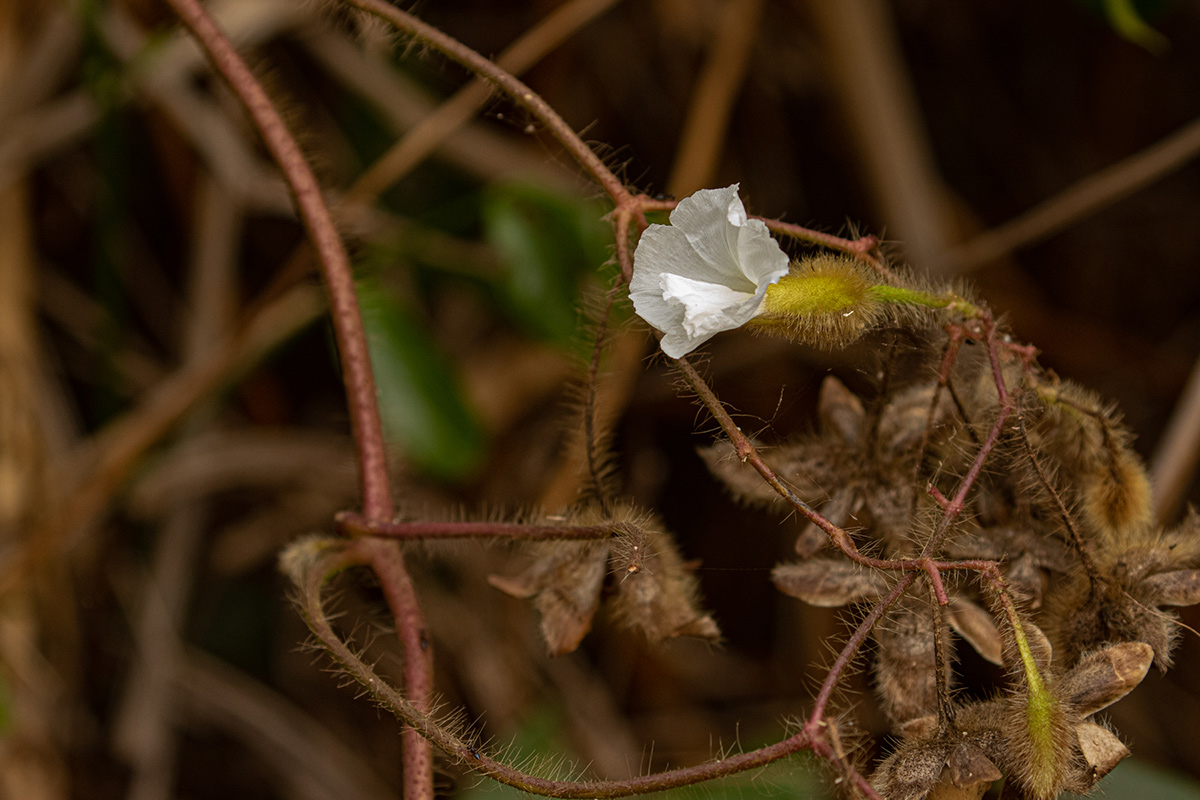 Merremia aegyptia Merremia aegyptia