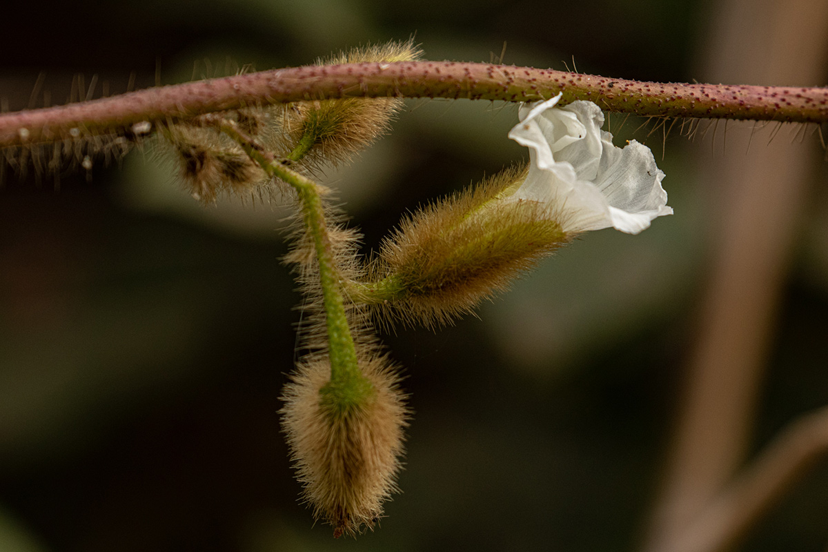 Merremia aegyptia Merremia aegyptia