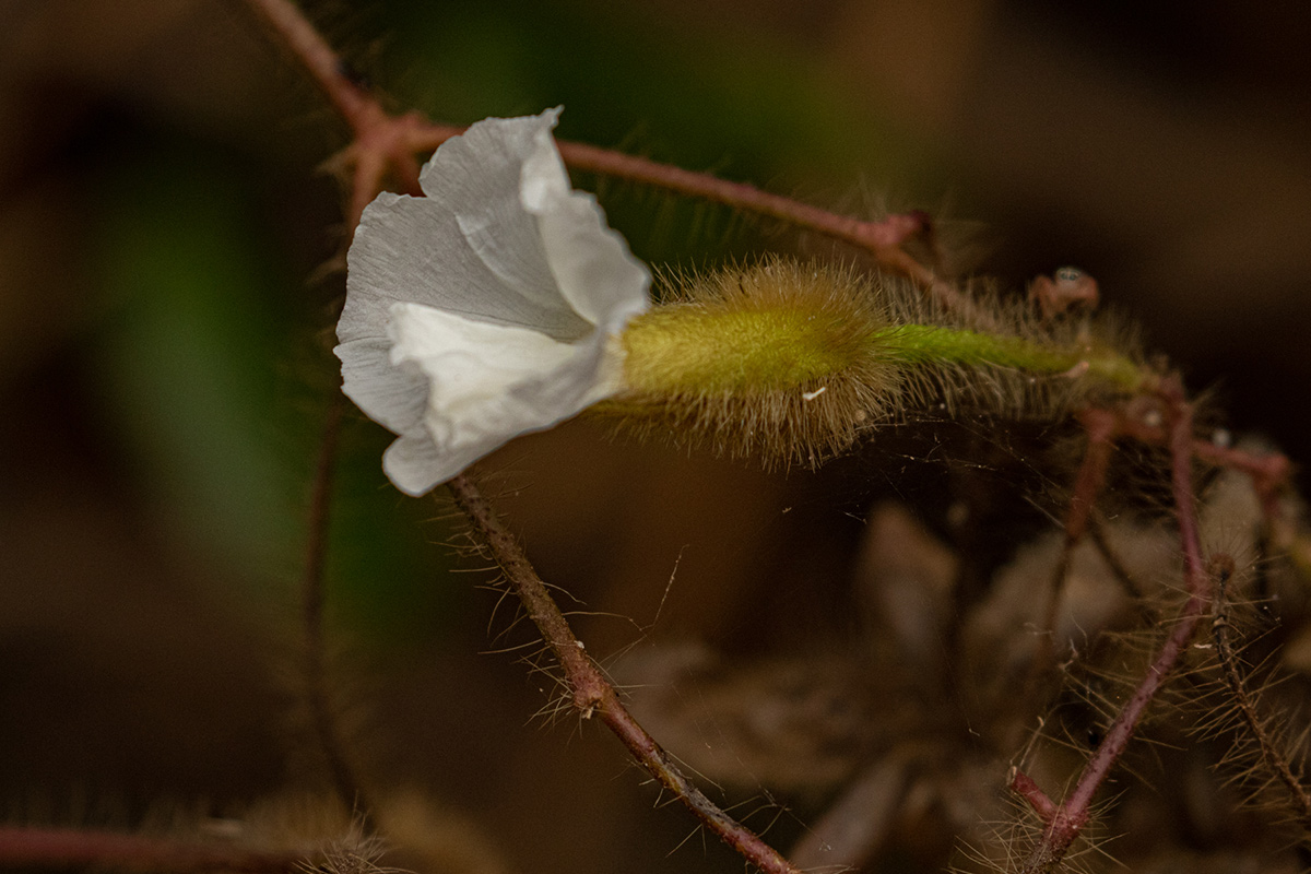 Merremia aegyptia Merremia aegyptia
