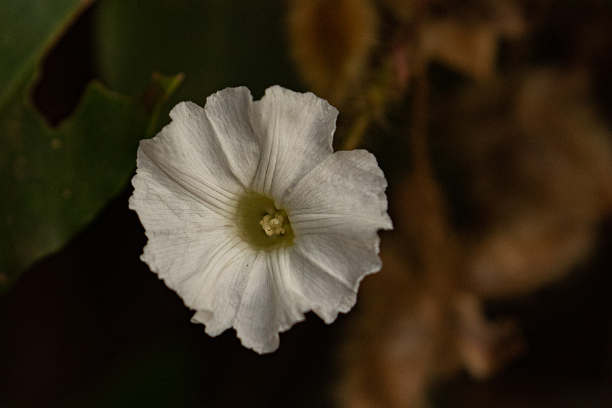 Merremia aegyptia Merremia aegyptia