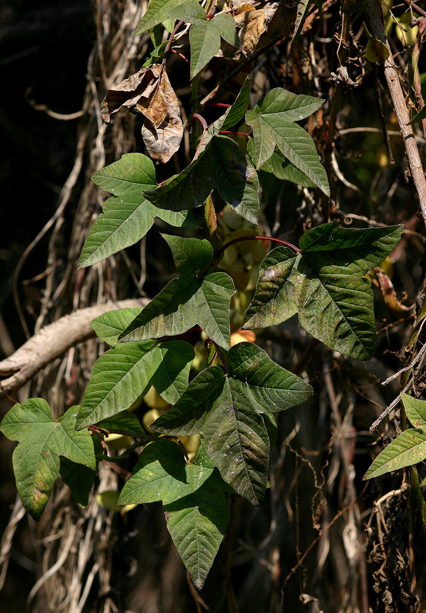 Merremia pterygocaulos