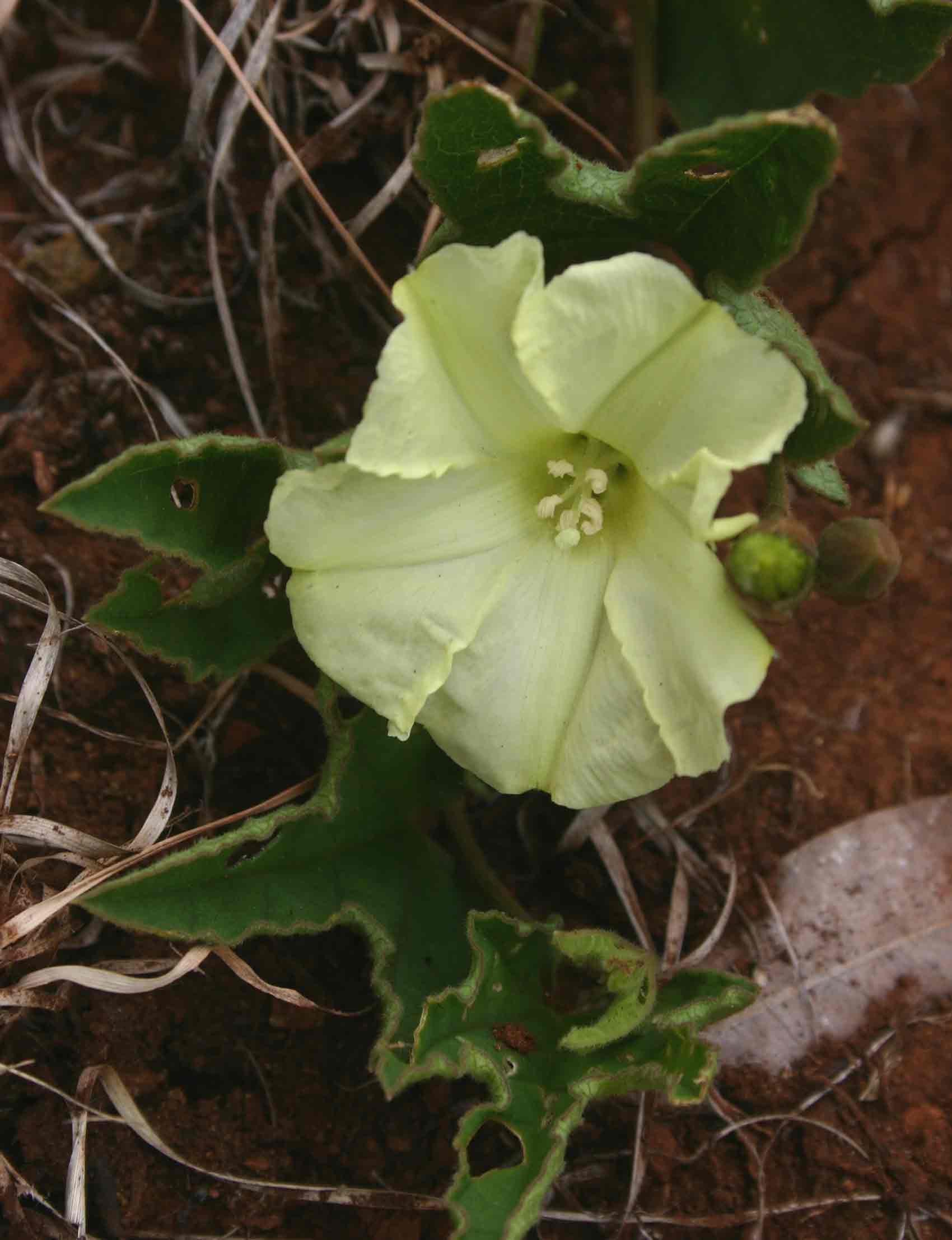 Merremia xanthophylla