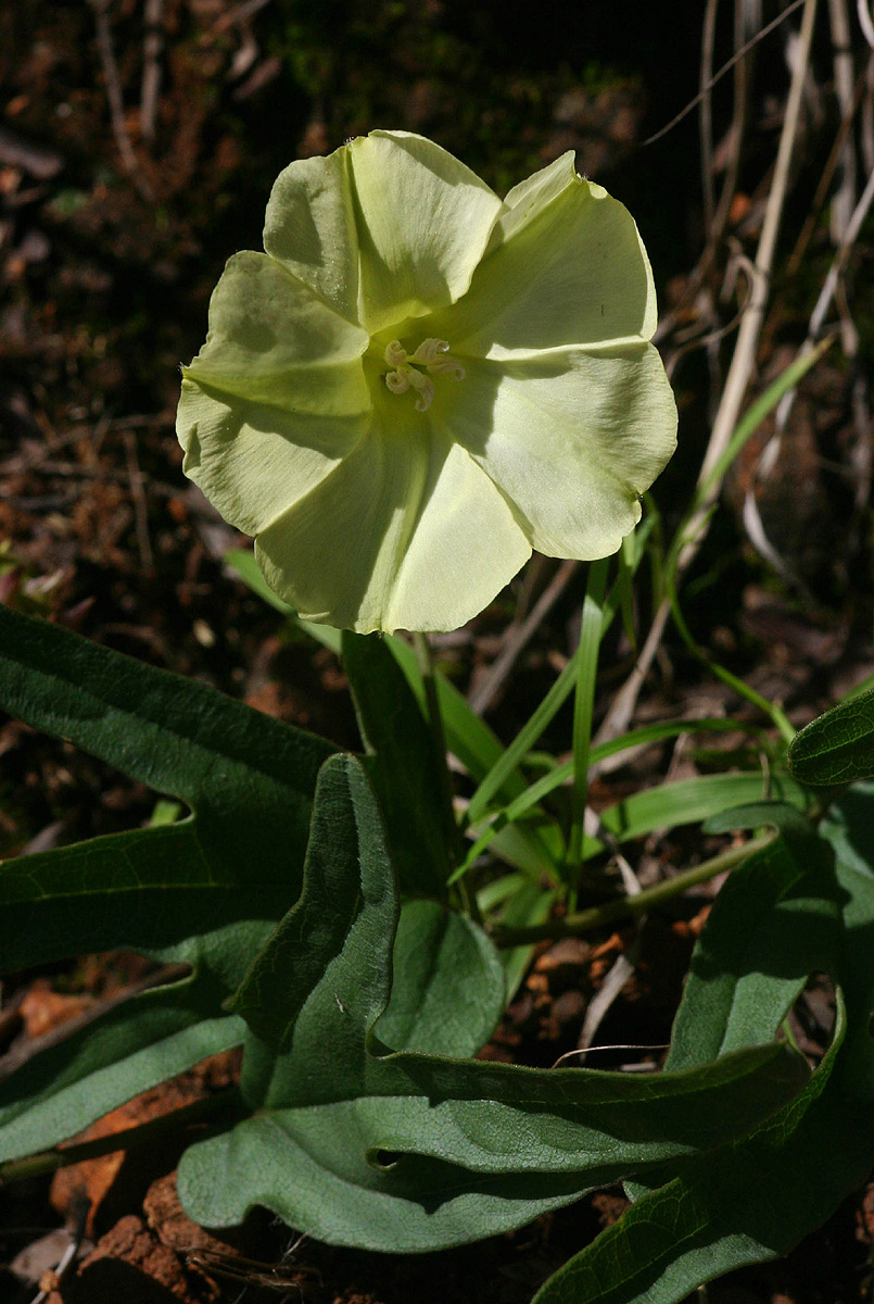 Merremia xanthophylla