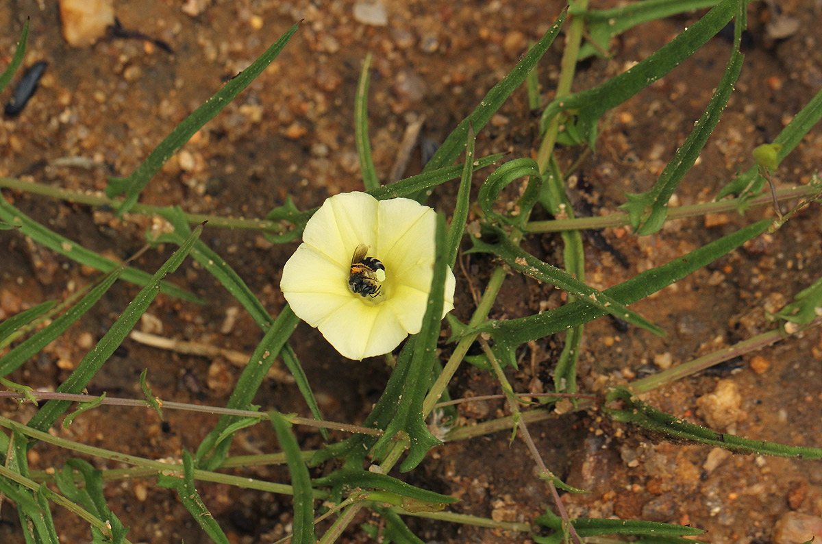 Xenostegia tridentata subsp. angustifolia Xenostegia tridentata subsp. angustifolia