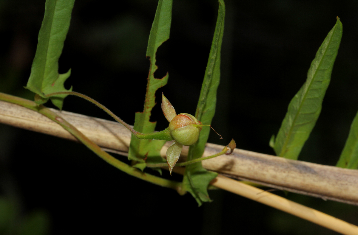 Xenostegia tridentata subsp. angustifolia Xenostegia tridentata subsp. angustifolia