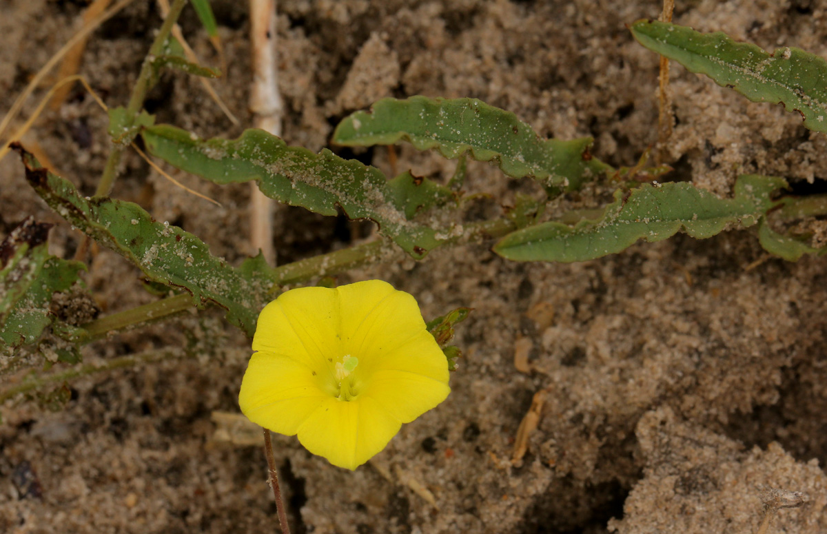 Xenostegia tridentata subsp. angustifolia Xenostegia tridentata subsp. angustifolia