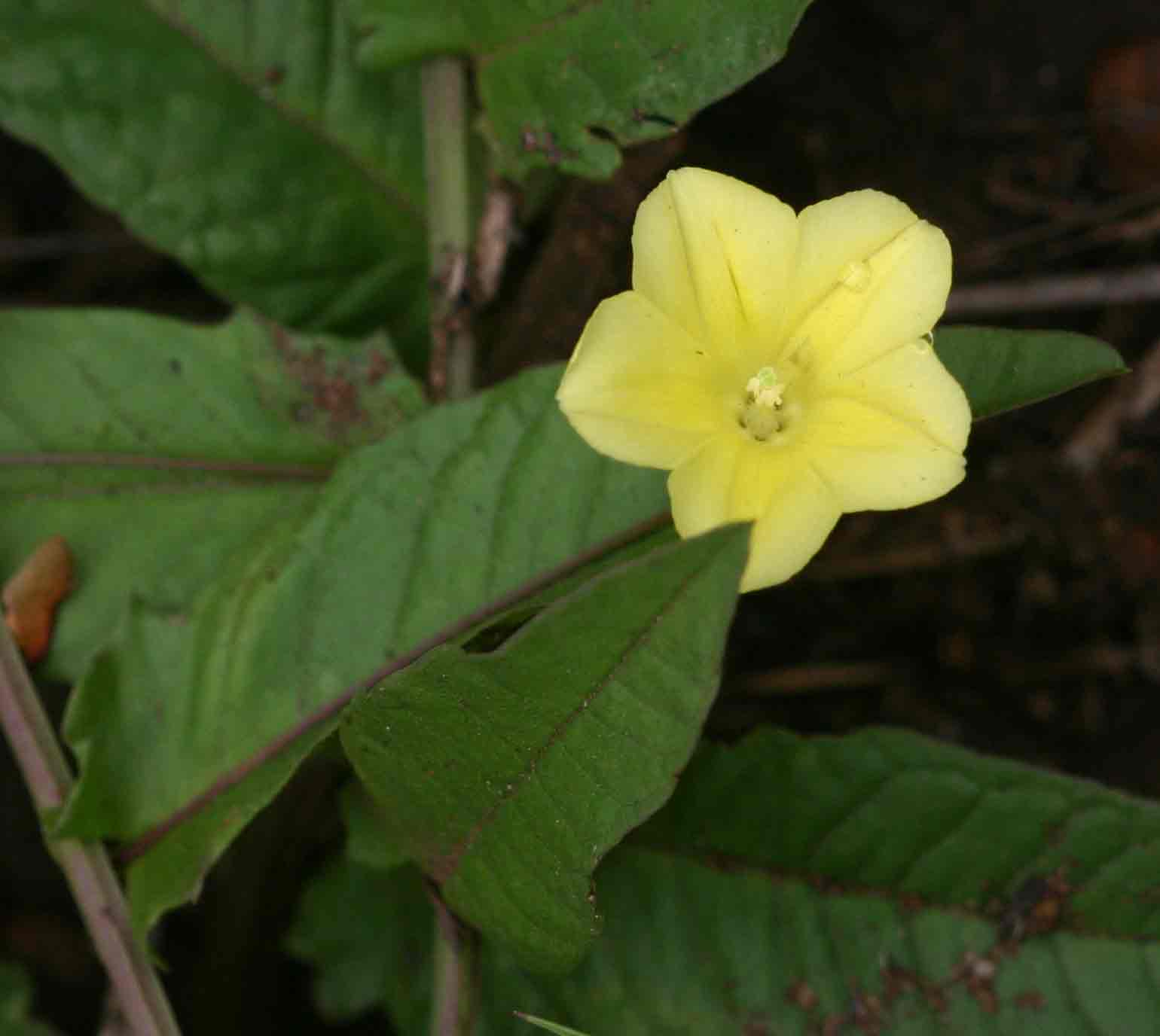 Merremia tridentata subsp. angustifolia