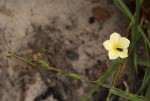 Merremia tridentata subsp. angustifolia