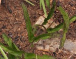 Ipomoea blepharophylla