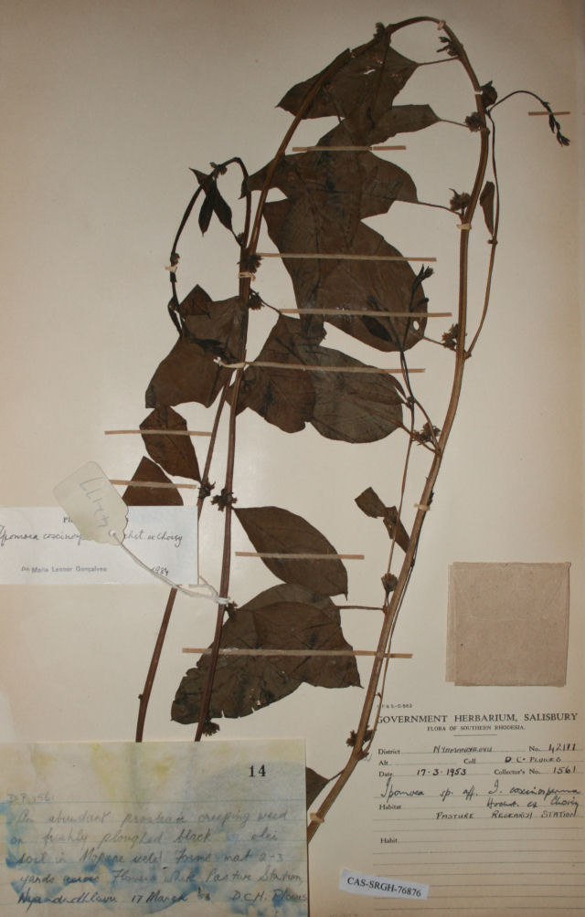 Ipomoea coscinosperma Ipomoea coscinosperma