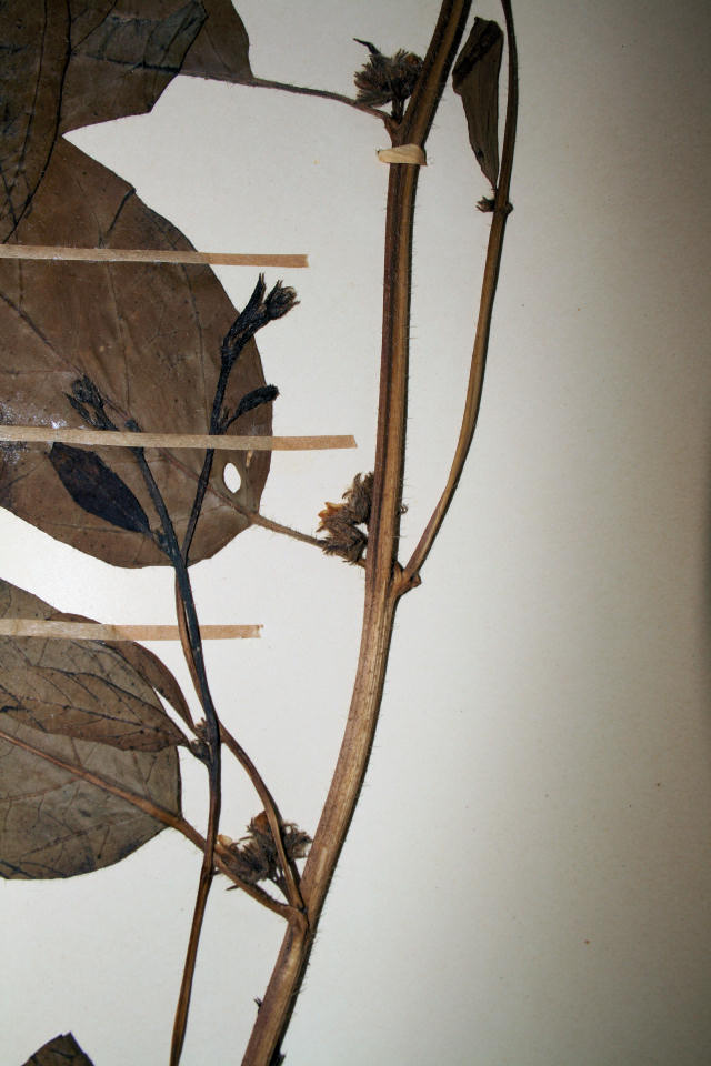 Ipomoea coscinosperma Ipomoea coscinosperma