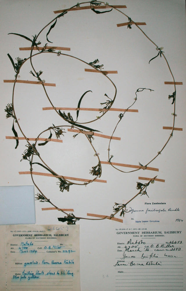 Ipomoea gracilisepala