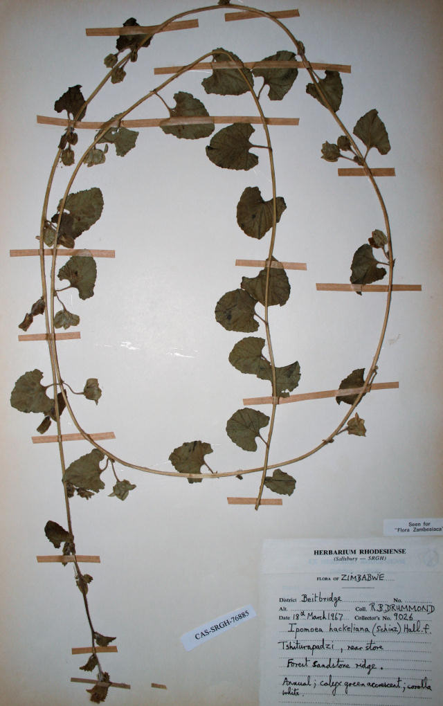 Ipomoea hackeliana Ipomoea hackeliana