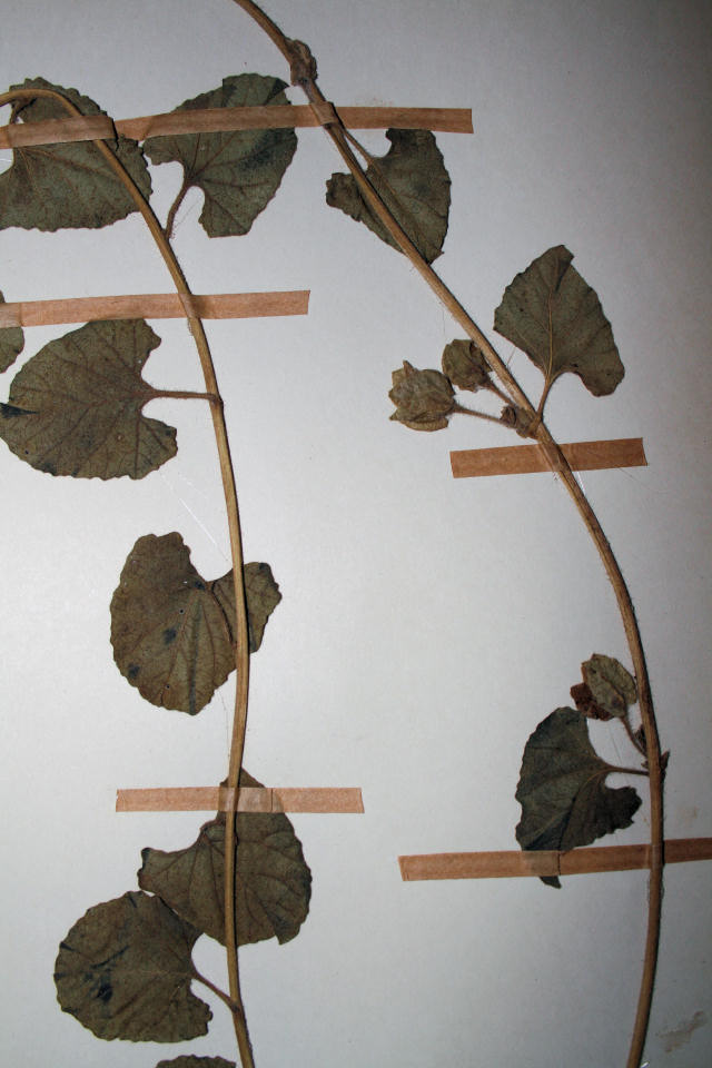 Ipomoea hackeliana