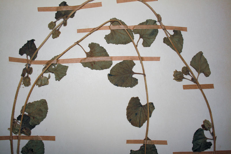 Ipomoea hackeliana Ipomoea hackeliana