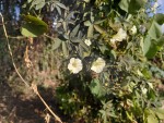 Ipomoea hochstetteri