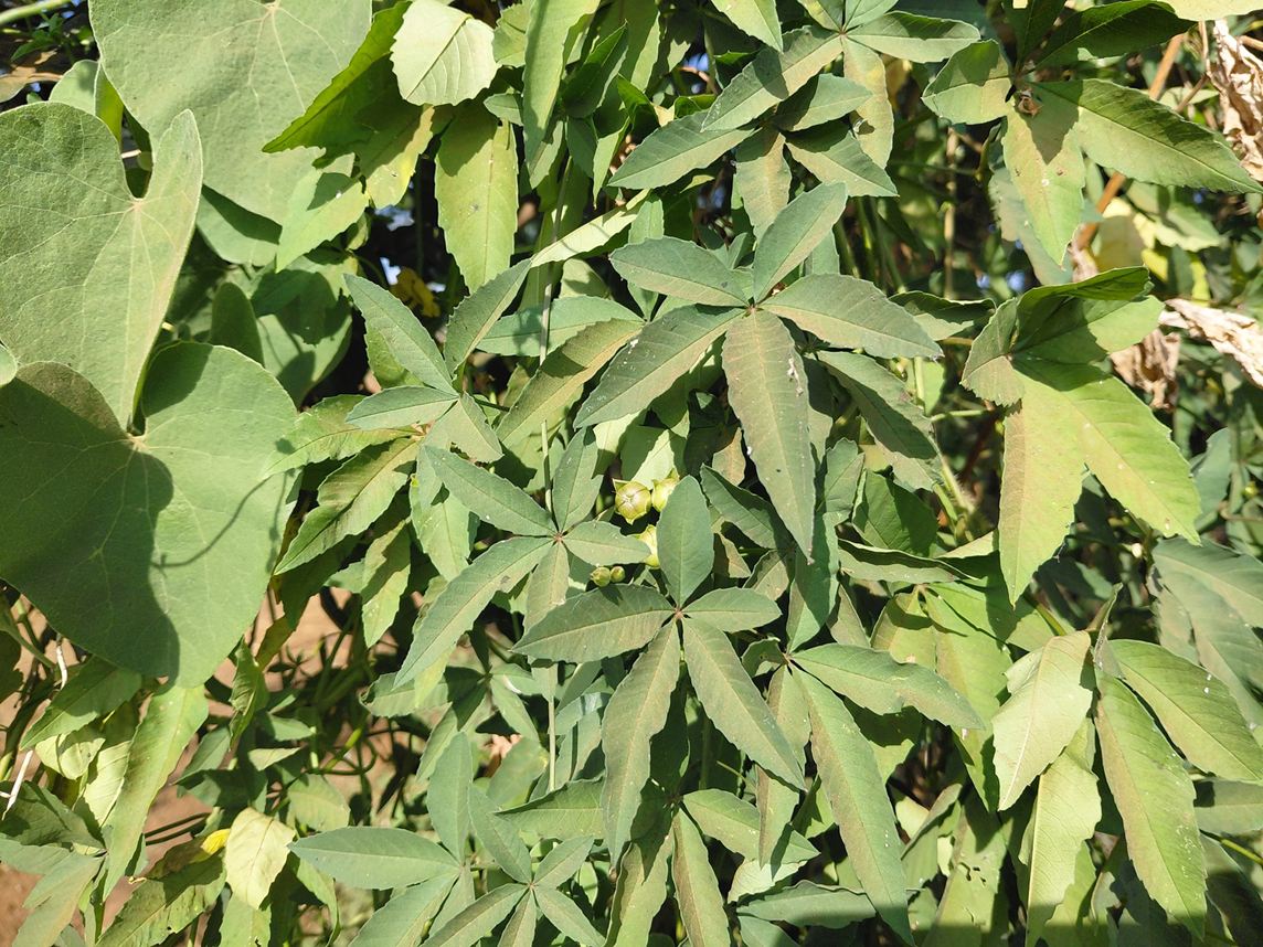 Ipomoea hochstetteri Ipomoea hochstetteri
