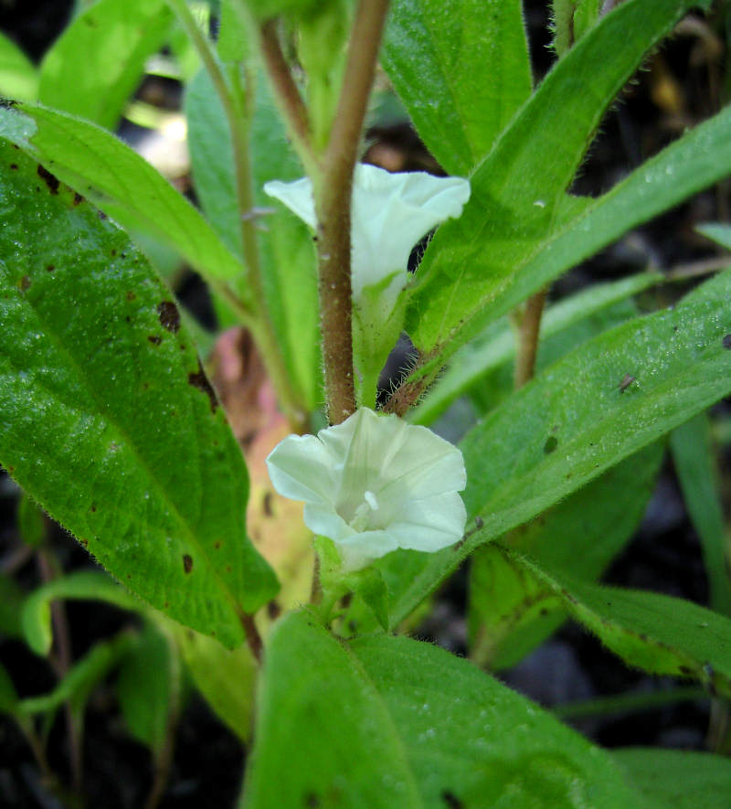 Ipomoea leucanthemum