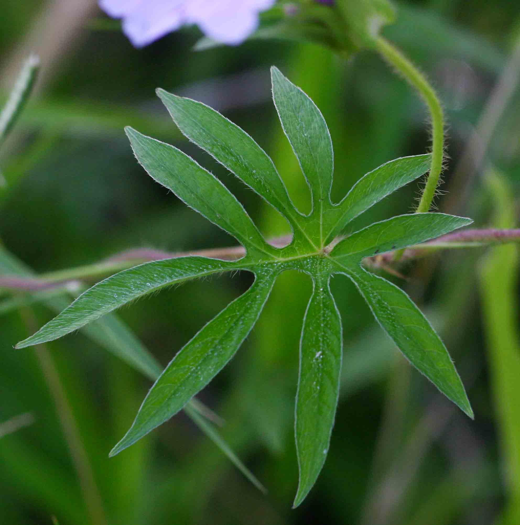 Ipomoea pes-tigridis var. pes-tigridis Ipomoea pes-tigridis var. pes-tigridis