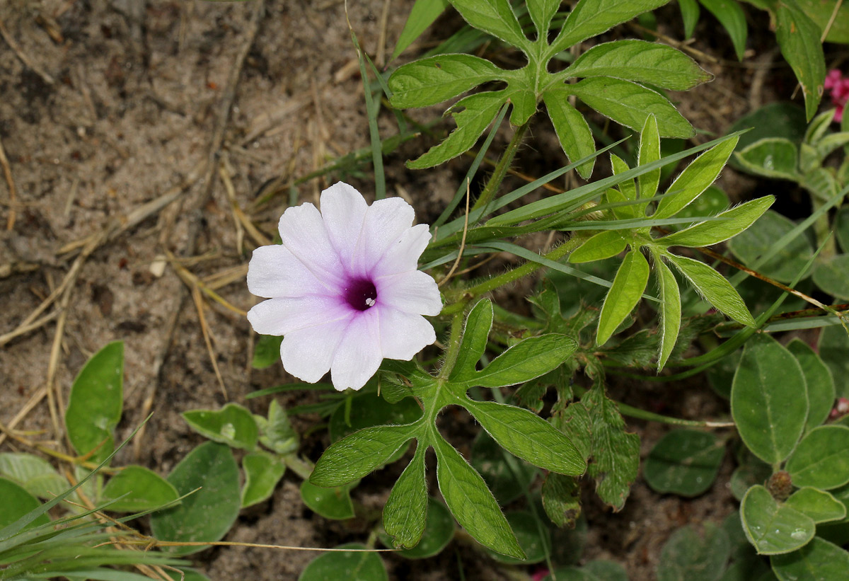 Ipomoea pes-tigridis var. pes-tigridis