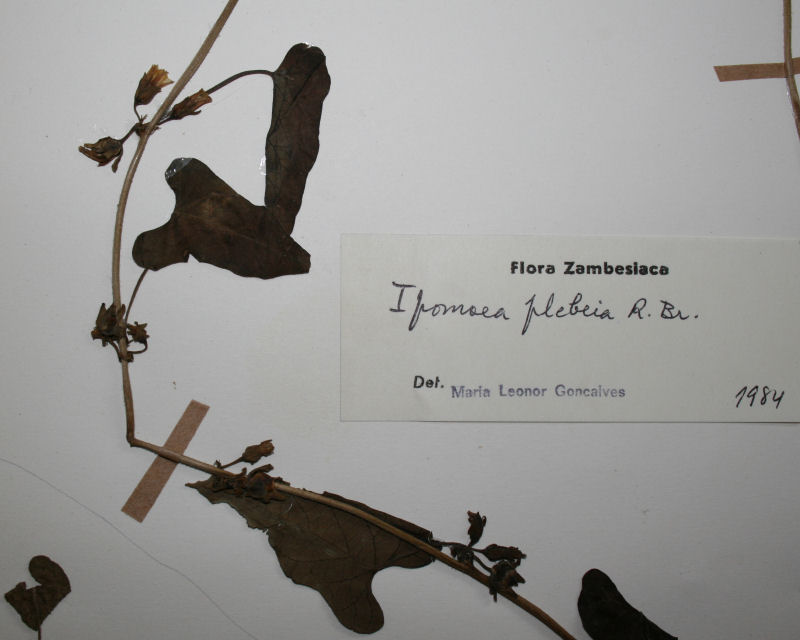 Ipomoea plebeia subsp. africana