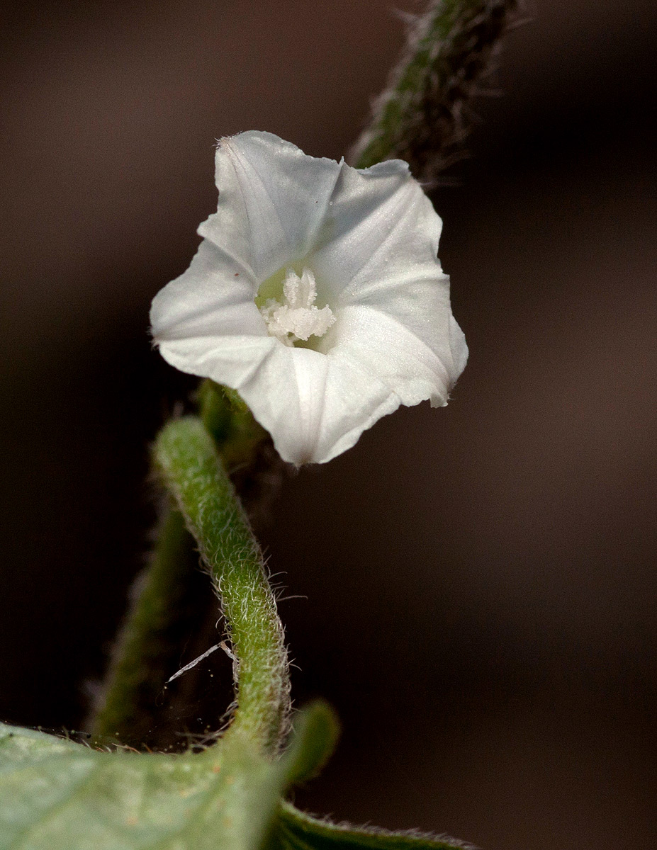 Ipomoea plebeia subsp. africana