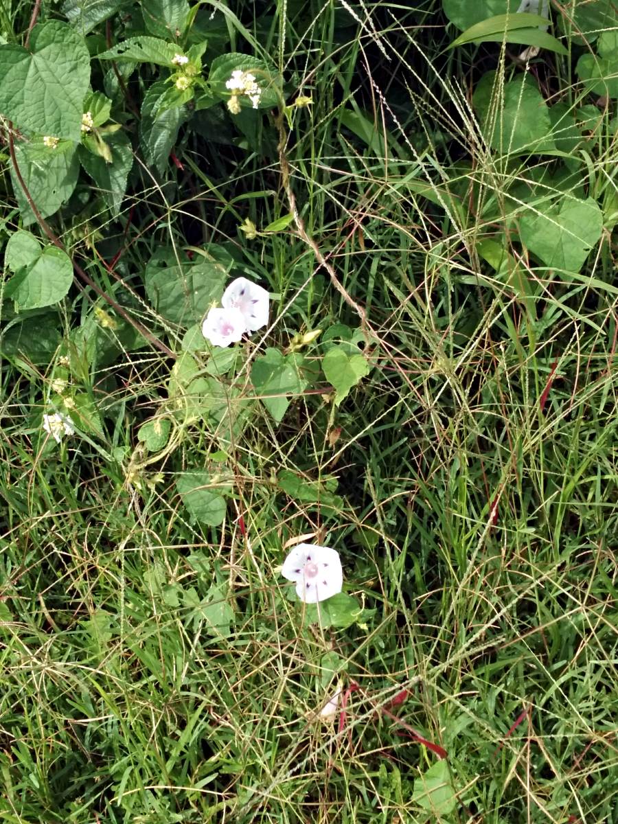 Ipomoea purpurea Ipomoea purpurea