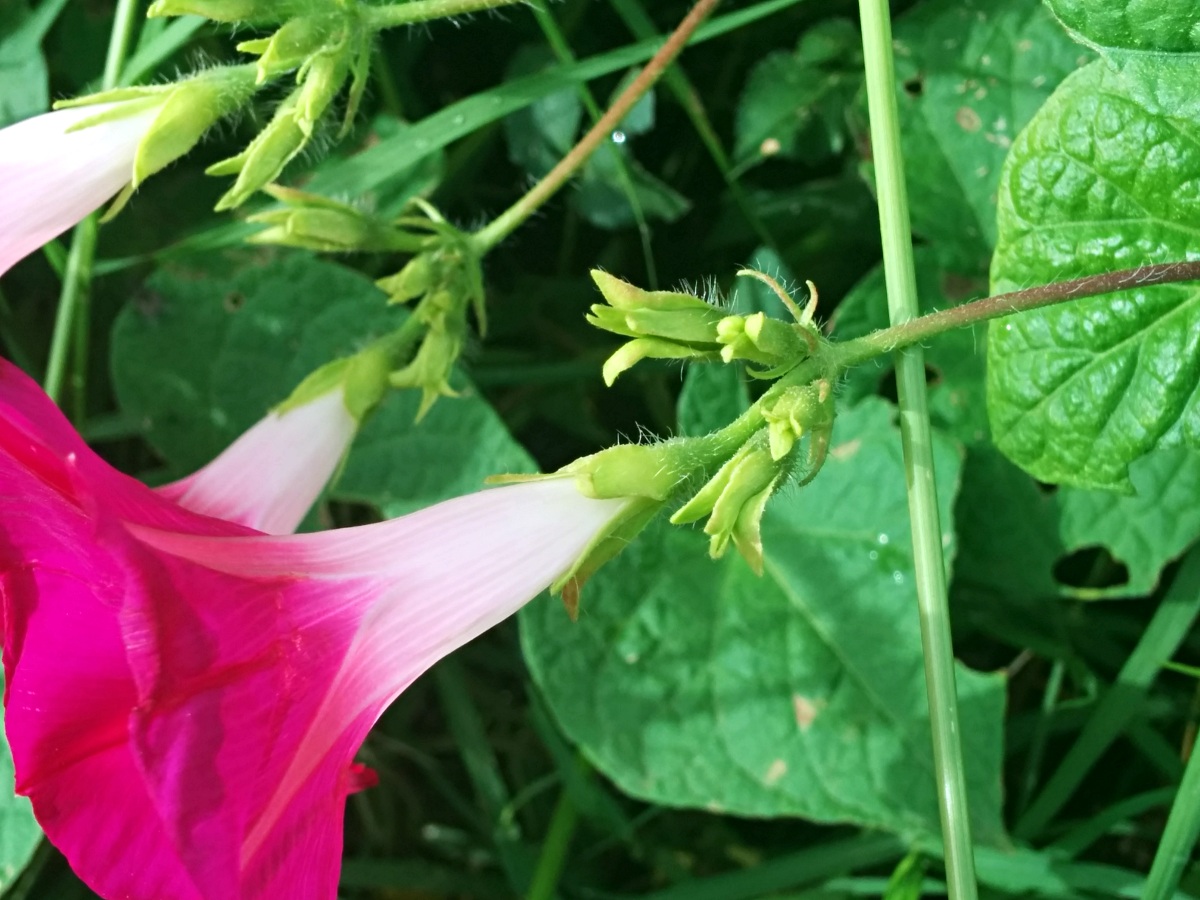 Ipomoea purpurea Ipomoea purpurea