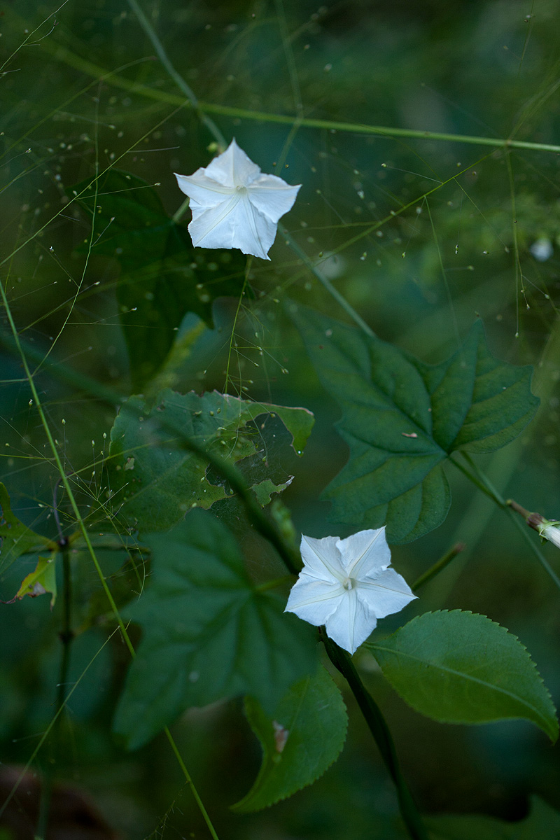 Ipomoea simonsiana