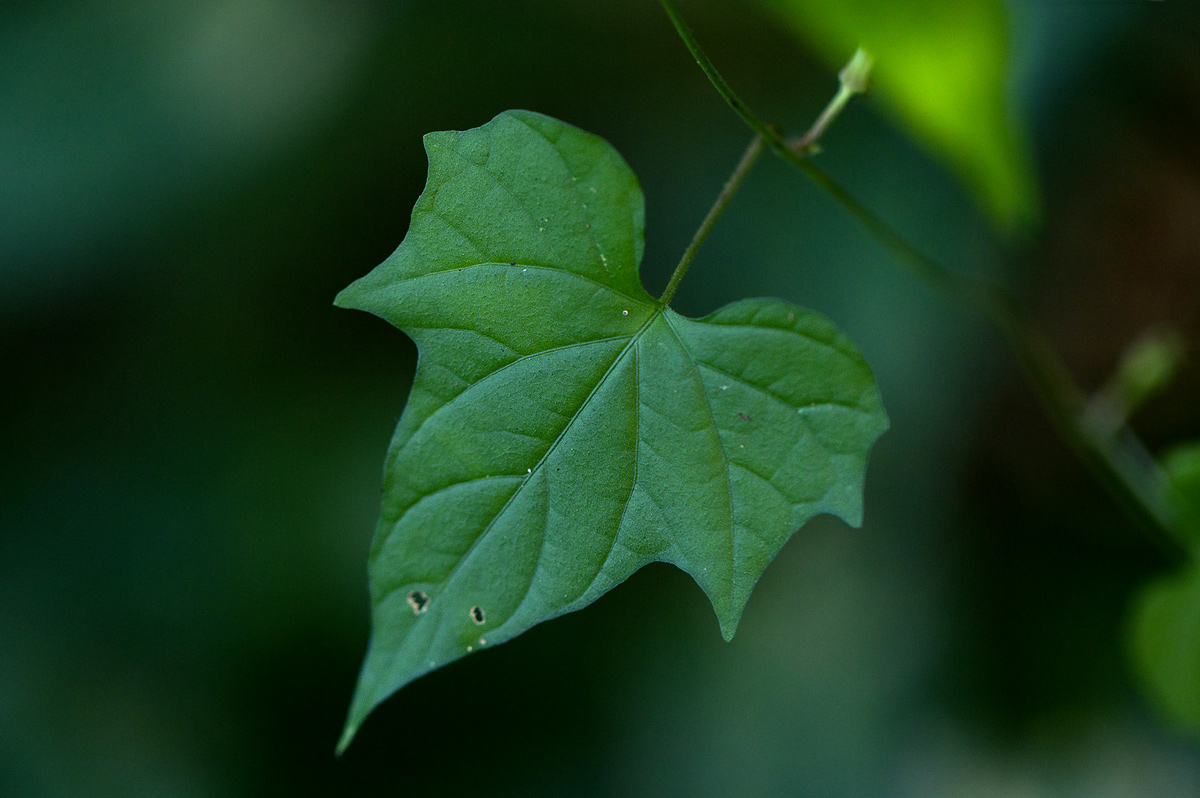 Ipomoea simonsiana
