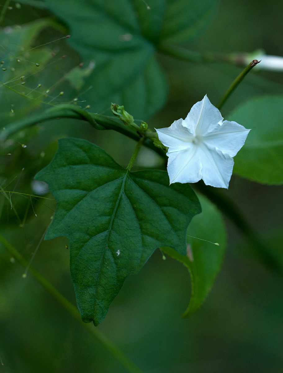 Ipomoea simonsiana