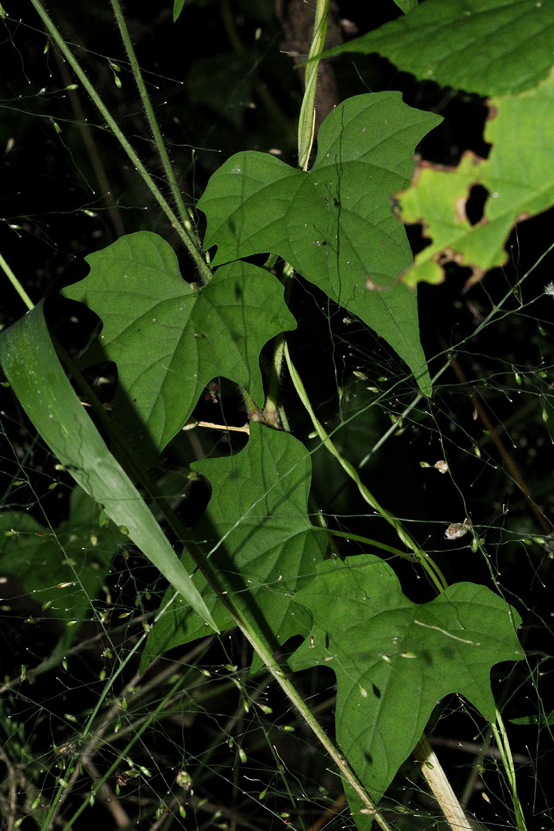 Ipomoea simonsiana