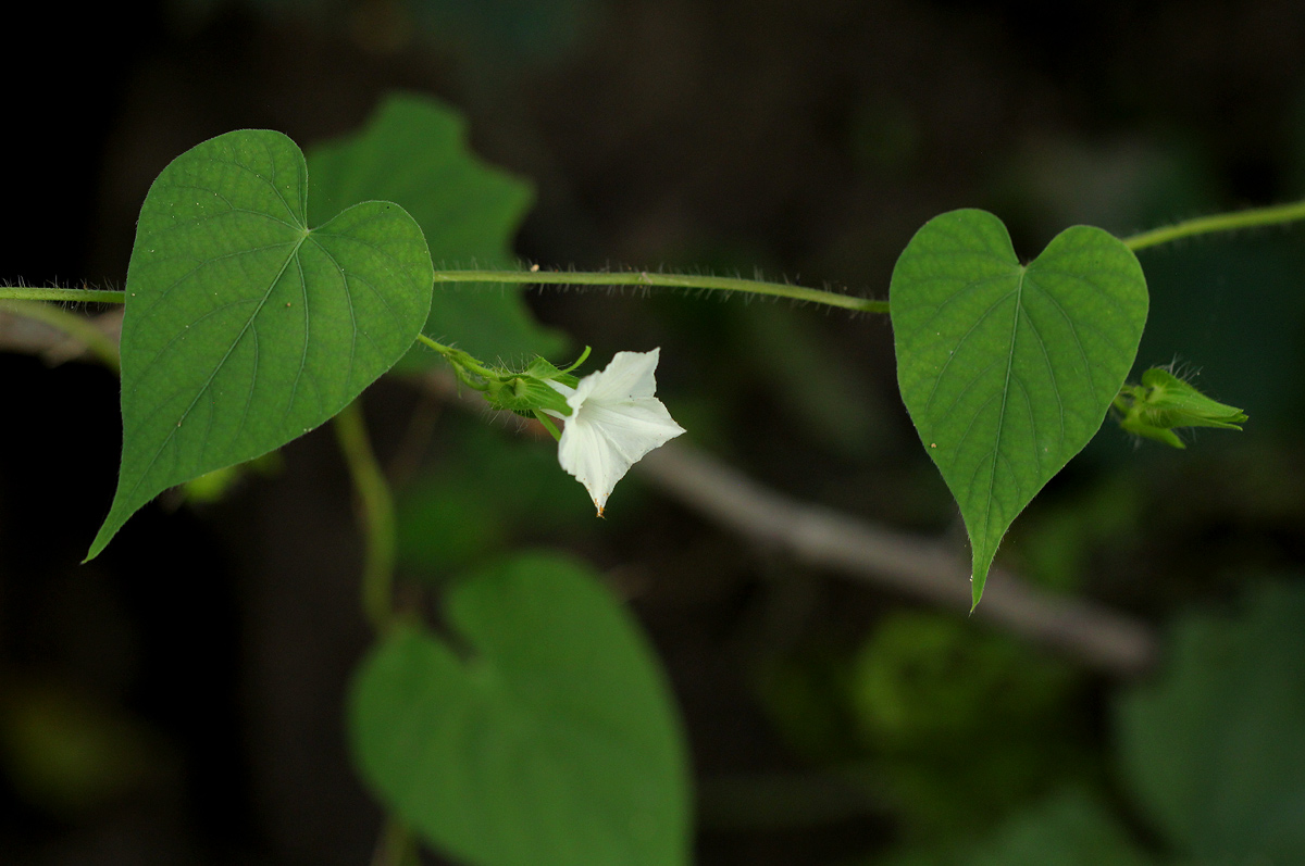 Ipomoea sinensis subsp. sinensis