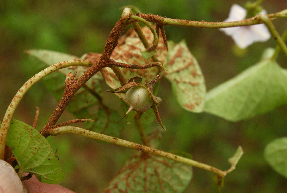 Ipomoea sinensis subsp. blepharosepala