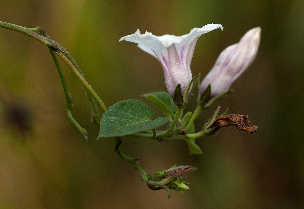 Ipomoea tenuirostris subsp. tenuirostris