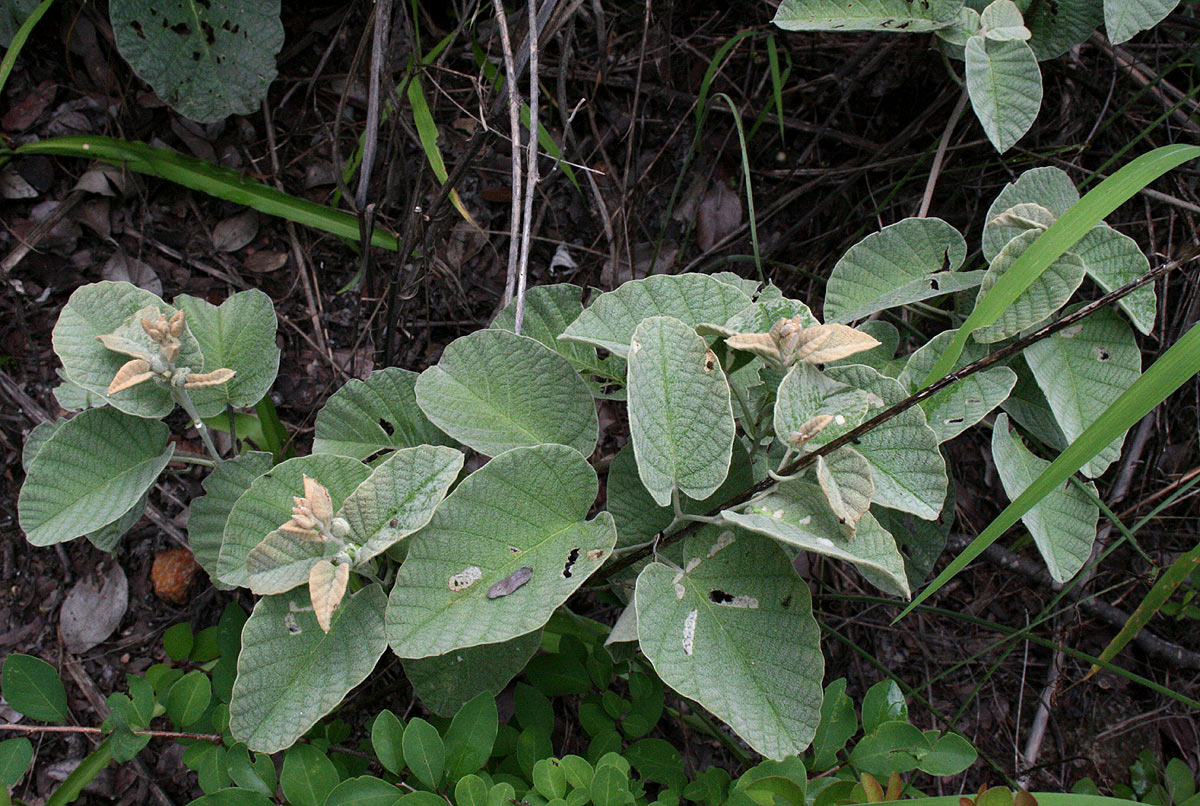Ipomoea verbascoidea