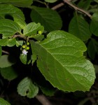 Ehretia obtusifolia
