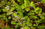 Ehretia rigida subsp. rigida