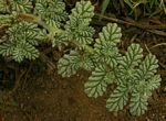 Coldenia procumbens