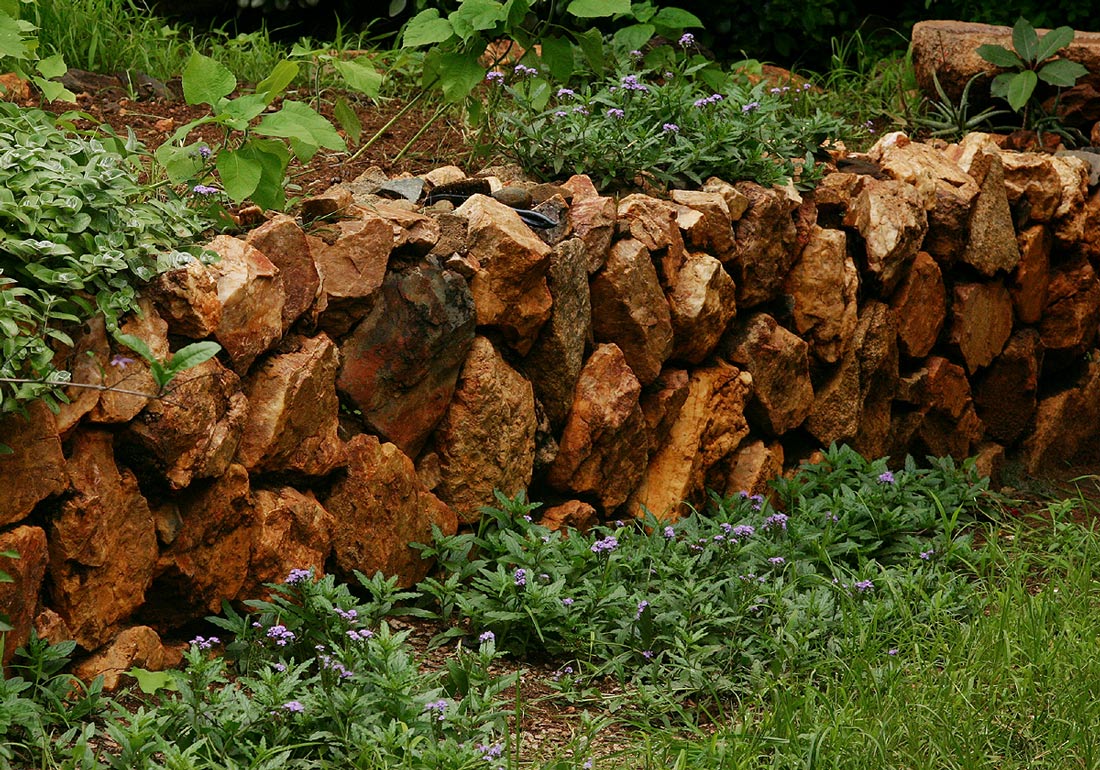 Heliotropium amplexicaule