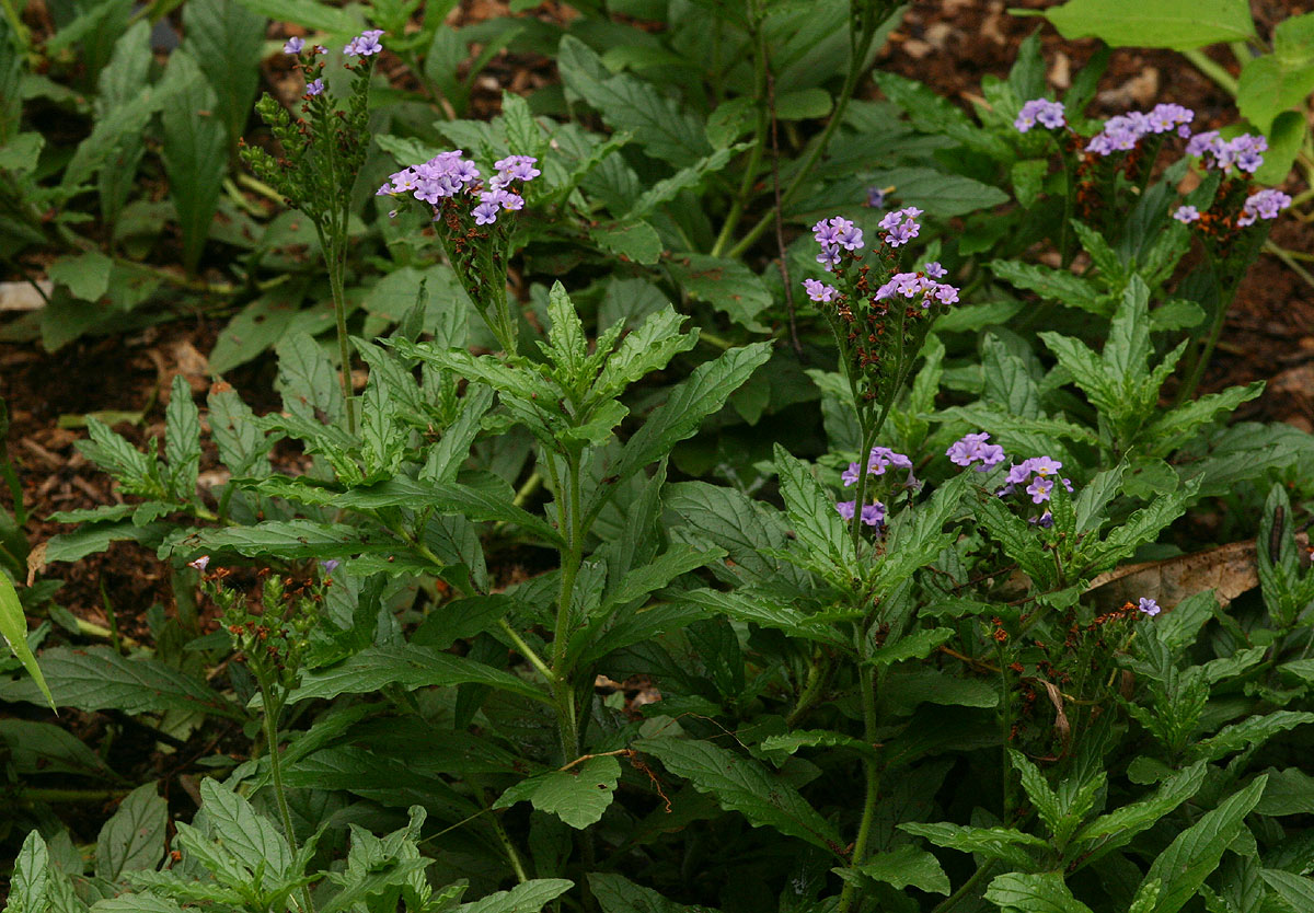 Heliotropium amplexicaule