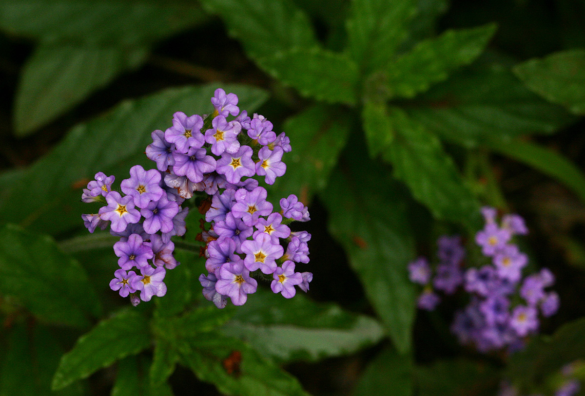 Heliotropium amplexicaule Heliotropium amplexicaule