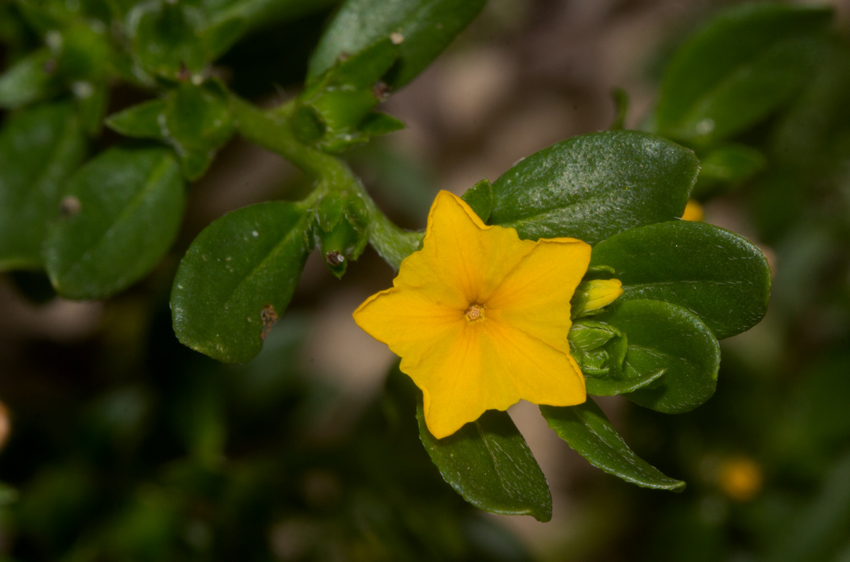 Euploca katangensis Euploca katangensis