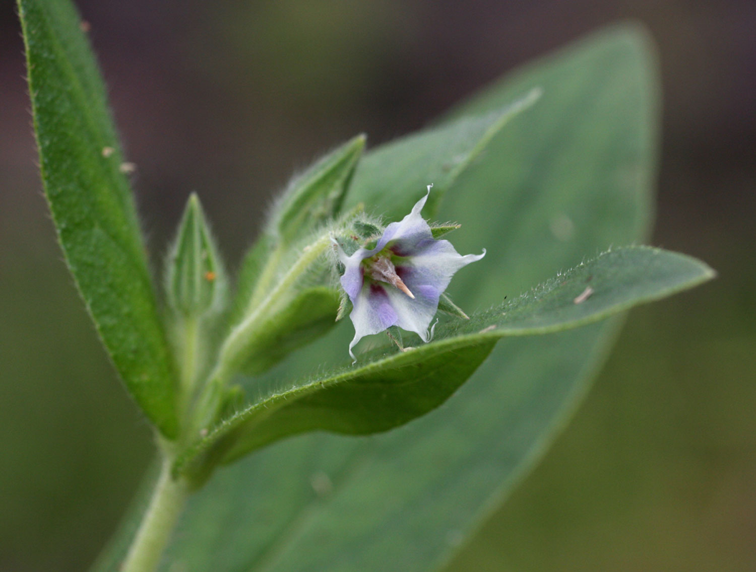 Trichodesma zeylanicum Trichodesma zeylanicum