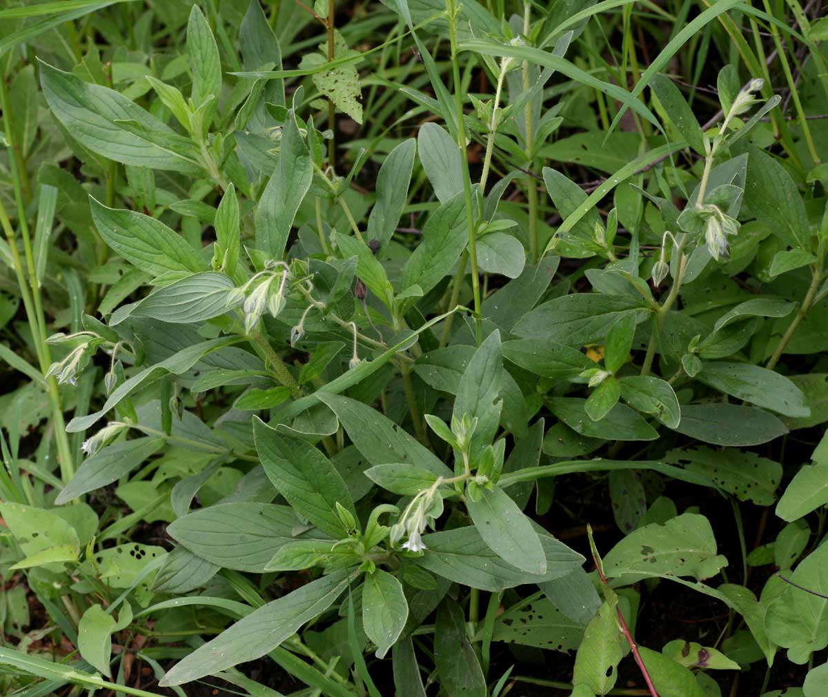 Trichodesma zeylanicum Trichodesma zeylanicum