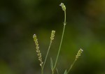 Verbena officinalis subsp. africana