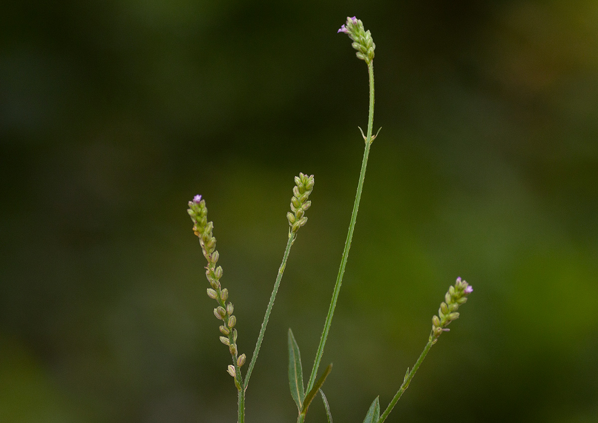 Verbena officinalis subsp. africana