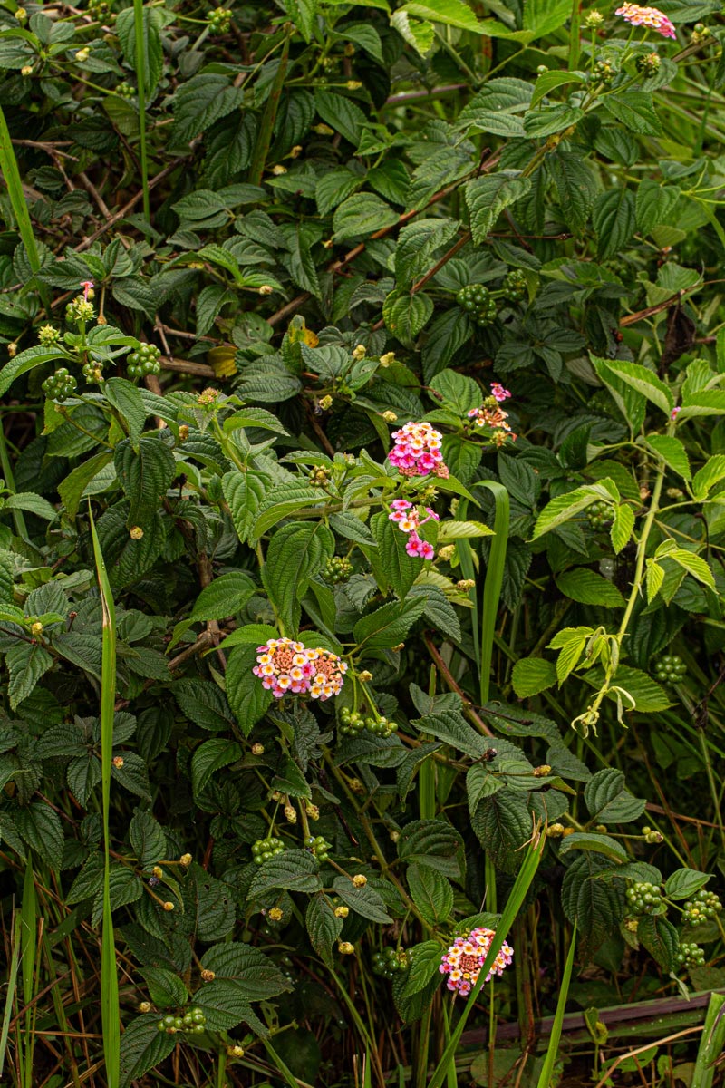 Lantana camara